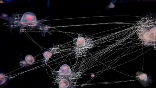 VFX Blob Tracking in TouchDesigner (Free & Commerical License) | BlobTracker v2.0