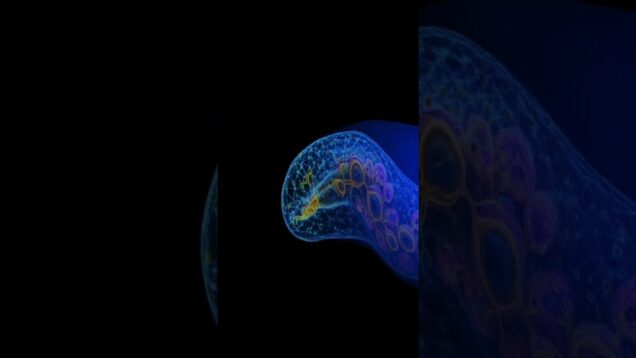 Building glooping organisms with RayTK #touchdesigner #amoeba #eurorack