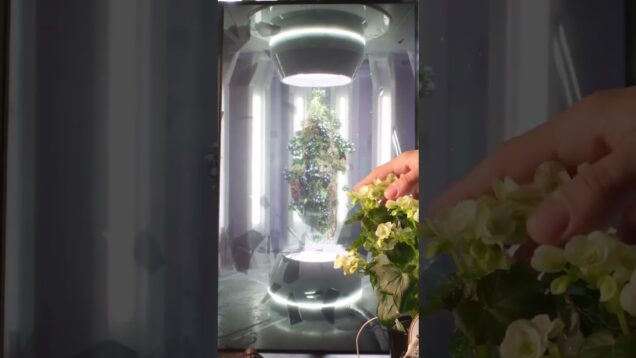 Christian Brinkmann: interactive plant controlling sound & visuals with Biotron + TouchDesigner 🌿✨