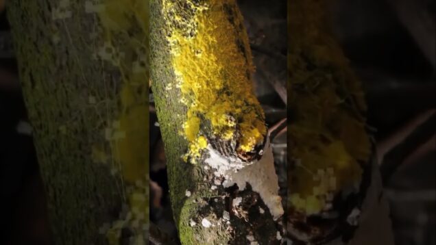 Enjoy the art #touchdesigner #designer #photoshoot #mediaart #newmediaart #blender #generative