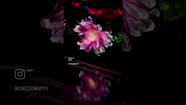 Gerbera🌼 #chottomappu #projectionmapping #gerbera #flower #light #nature #touchdesigner # #mediaart