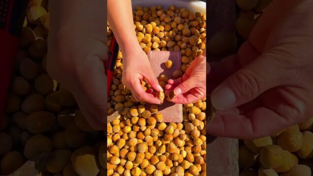 #looom #visuallanguage #semaphore #touchdesigner #visualtechniques #artflow