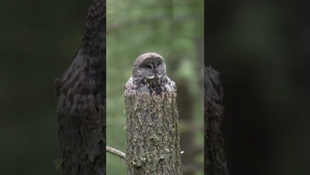 Owl Detection | BlobTrack Live Experiment  #generativeart #touchdesigner #electronicmusic