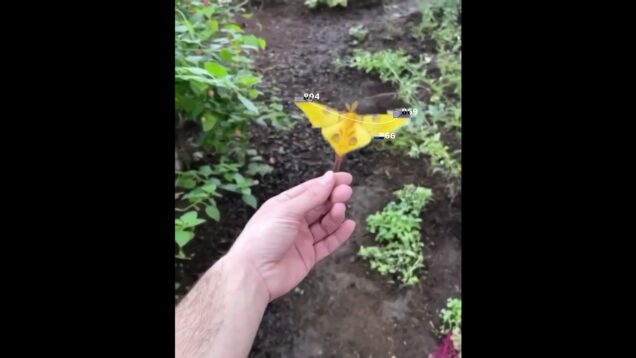 🦋 Real-Time Moth Tracking in TouchDesigner | Nature x Code প্রকৃতি আর কোডের এক অপূর্ব সংলাপ।