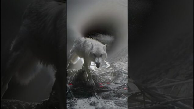 the silence between forgotten worlds  #electronicmusic #sounddesign #touchdesigner