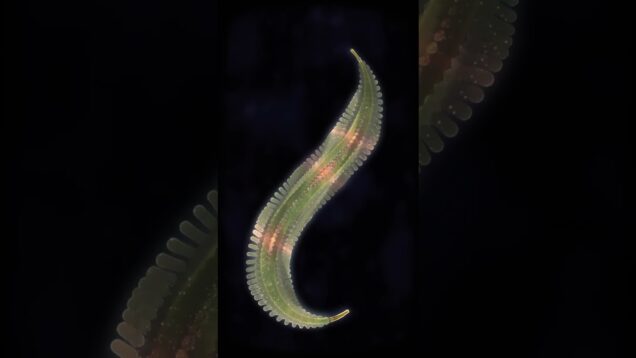 Touchdesigner – Polychaeta Tita