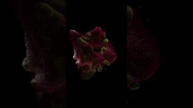 TOUCHDESIGNER – POPS BEINGS