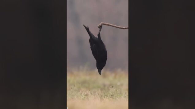 🎥 Tracking Nature in Motion Just wrapped up a real-time tracking experiment in TouchDesigner