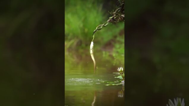 😮😮 what was it 🙃  #generativeart #touchdesigner #motiontracking