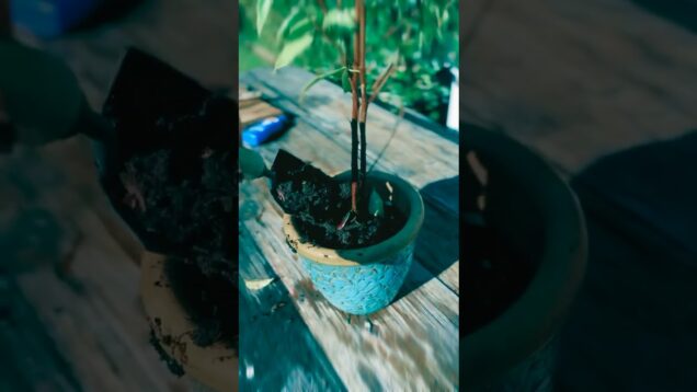 Laura Alice Bracken: bio-electric music from a ficus tree with Biotron + TouchDesigner #playtronica