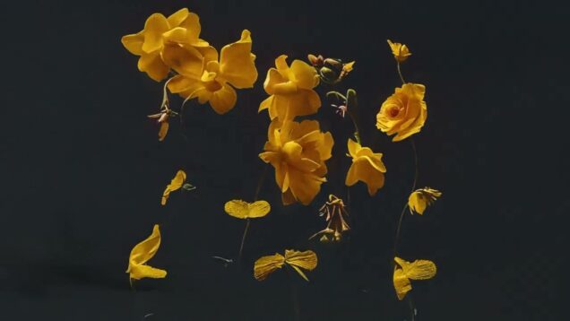 sd_flowers | audioreactive generative flowers w/ stable diffusion + touchdesigner