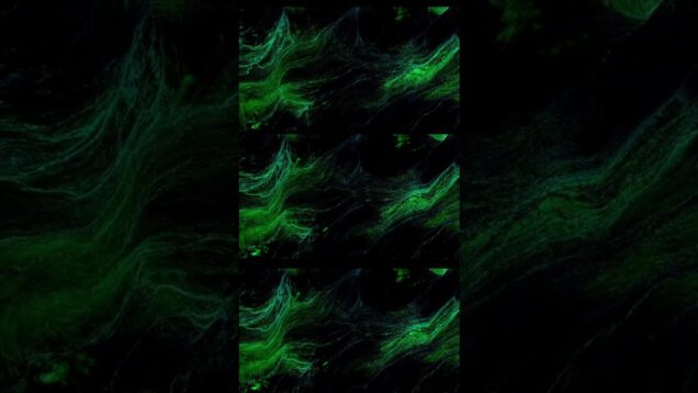 Touch Designer Trial