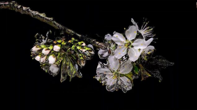 🌸 White Sakura – Broken Effect Visual | TouchDesigner #touchdesigner