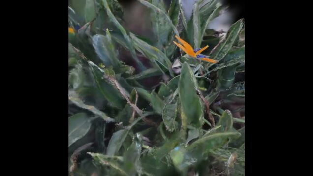 Wobbly Bird of Paradise Gaussian Splat Rendered in TouchDesigner