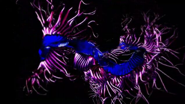 Centipede | Experimental Music | Ableton | TouchDesigner