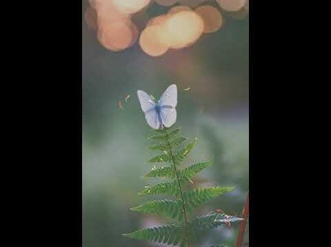 Fire Particle #touchdesigner #code