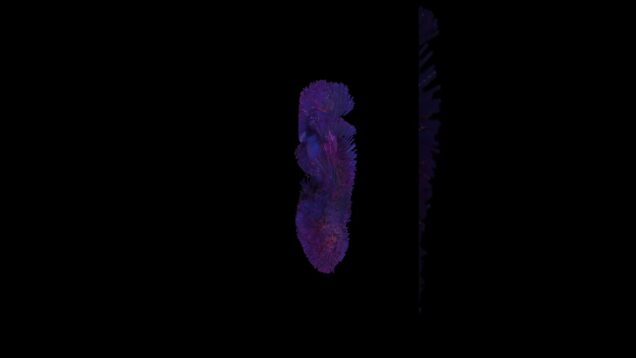 Floof thing based off @OkamirufuV vector fields #touchdesigner #eurorack