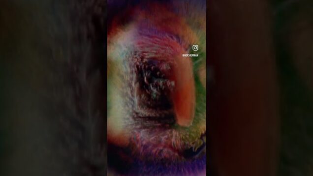 Groovy Sacrifice #liquidlight #touchdesigner #santana #glitch #visualart