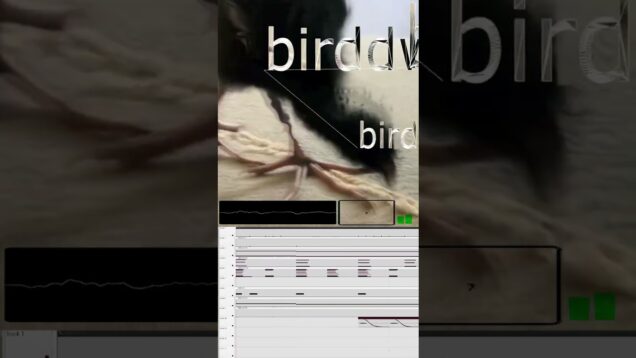 birddwalk #flstudio #touchdesigner #beats