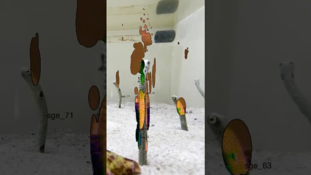 Blob Track チンアナゴ #touchdesigner