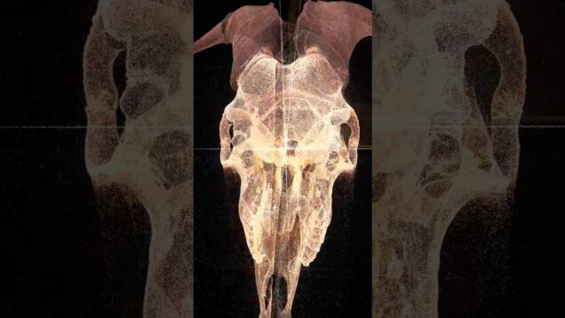 Goated SKULL (TD-02)🔥🔥 #audiovisualizer #touchdesigner #musicvideo