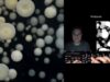 Organic forms – TouchDesigner + Streamdiffusion