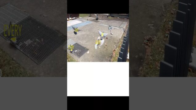 Pigeons Hate Numbers (Touch Designer + AE + FL)