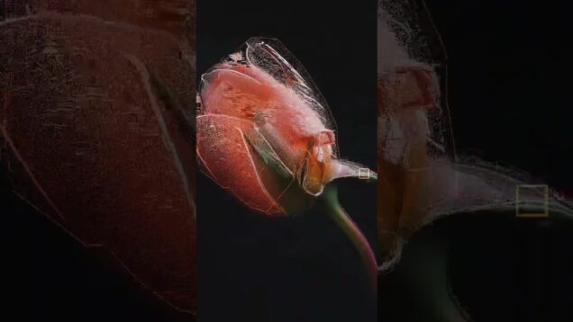 Thought- GPt prompt- midgorney-runwey gen 4- touchdesigner-editing, sound