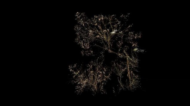 Animation Herbier 2 TouchDesigner