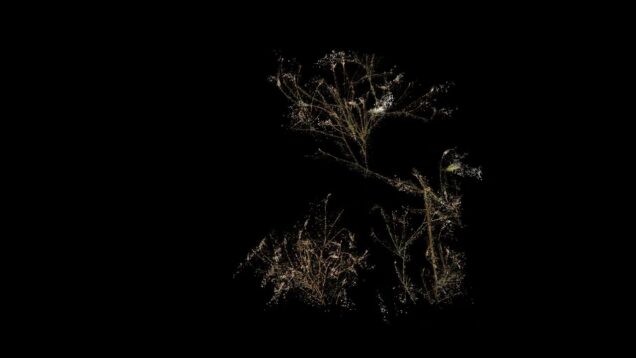 Animation Herbier TouchDesigner