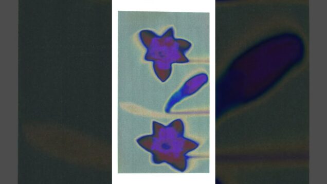 flowerbloom // touchdesigner