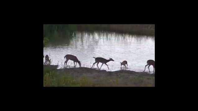 TouchDesigner Coding Project: Blob Effect and Data Boxes