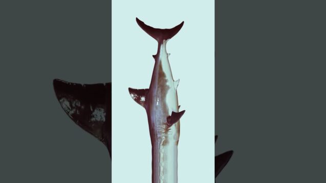 Un tibu nadando jazz | Touchdesigner