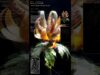 Anthropogenic Bloom Project – touchdesigner