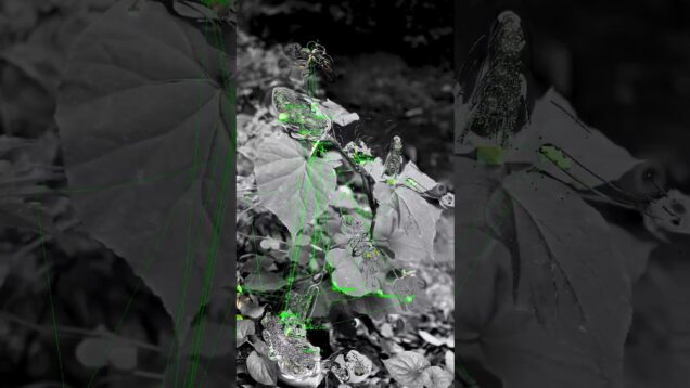 Nature, Plant, AI, Technology. (Made with TouchDesigner)