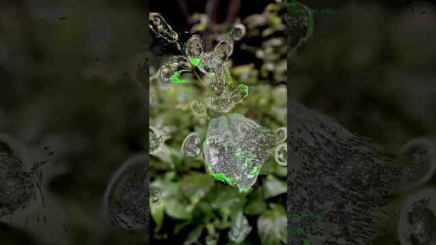 Plant, AI, Particles. (Made with TouchDesigner)