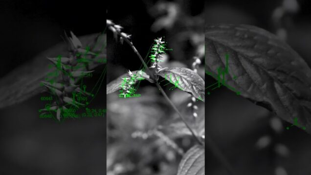 Plant, Technology. (Made with TouchDesigner)