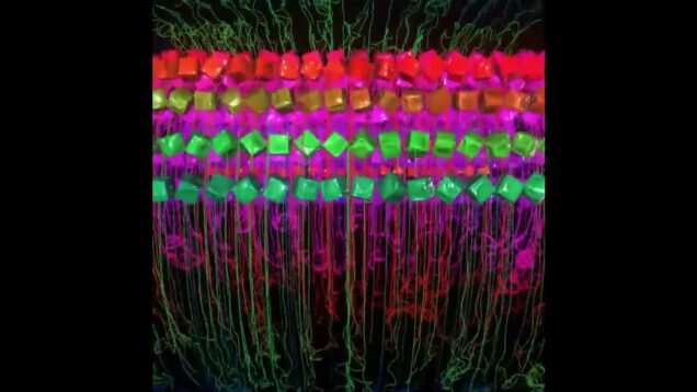 Vibrating Grid — When Order Meets Chaos | TouchDesigner