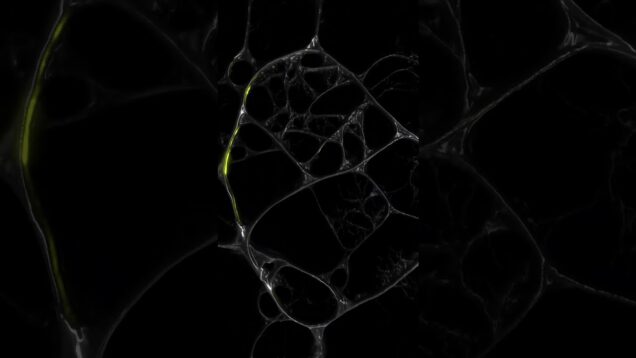 Visuals development for FOLD. Using the Physarum simulation from Mini UV's POPX in TouchDesigner.